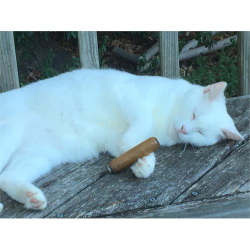 Camacho Connecticut 60 6  * 60